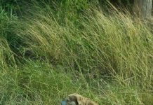 Two Men Were Heading To Work When They Saw An Unusual Figure On The Side Of The Road