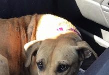 Scared Dog Rescued From A Field — 3 Days Later, She’s Still Clinging To Rescuers