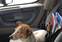 When A Trucker Pulled Over To Pick Up A Stray, The Dog Refused To Leave His Friend Behind