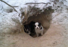 Man Follows A Dog Into The Woods And Finds 9 Puppies