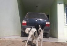 Woman Looks Under Hood After Car Breaks Down, Sees Dog Smiling Back At Her