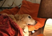 Man Asks Hotel If He’s Allowed To Bring His Dog And Gets The Most Honest Answer