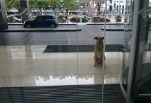 Dog Gets Adopted By The Person He Waited For Every Day Outside Of The Hotel