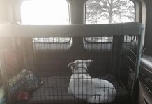 Dog Wouldn’t Stop Howling After Being Abandoned, But She Wouldn’t Be Alone For Long