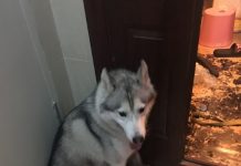 After Being Away For A Few Hours, This Was The Last Thing They Wanted To Come Home To