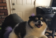 Aunt Leaves Nephew The Most Amazing Instructions For Babysitting Her Dog