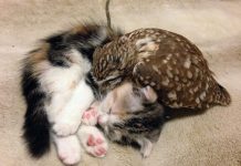 These Unlikely Pals Met In An Unlikely Place — And Instantly Fell In Love