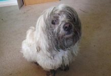 These 18 Dogs Prove Life Is Far More Interesting With A Pet