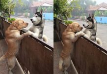 Lonely Dog Escapes His Yard — All Because He Wants A Hug From His Friend