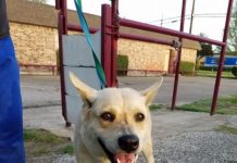 Scared Dog Doesn’t Want To Be Abandoned At The Shelter, So Her Family Drags Her With A Rope