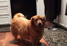 25 Corgi Mixes That’ll Have You Doing A Double Take