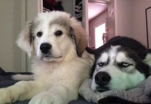 The Older Dog’s Reaction To The Family’s New Puppy Is Priceless