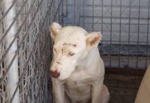 Rescue Dog Wakes Mom Up To Thank Her In Her Own Sweet Way