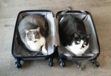 These 17 Pets Aren’t Letting Their Owners Go Anywhere Without Them