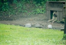 Dog Had Been Chained Up His Entire Life, Finally Runs For The Very First Time
