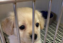 15 Pups Who Think They Can Get Away With Anything By Flashing Those Big Puppy Eyes