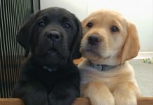 17 Puppy Best Friends — Because You Need More Puppies In Your Life