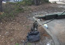 Dog Abandoned Along With Sad Note, But It Wasn’t His Owner Who Dumped Him