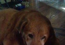 12 Sweet Senior Dogs Celebrating Their Birthdays