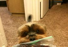 12 Signs Your Dog Is Really Just A Furry Child