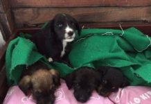 Puppy Found In The Woods Forms Bond With The Most Unlikely Partner