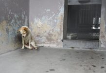 Old Shelter Dog Musters Up The Energy To Press Her Head Against The Fence To Be Petted