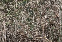 3 Puppies Were Abandoned In A Bush, But Then A Police Dog Showed Up