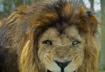 Young Girl Was Beaten And Held Captive Until 3 Lions Showed Up