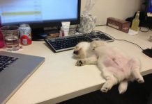 These 24 Pups Are Too Tired To Move, So They’ll Just Sleep Right Here