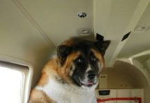 30 Dogs Who Thought They Were Tough But Found Out They’re Really Not