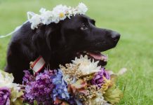 There Wasn’t A Dry Eye When The Bride’s Dying Dog Was Carried Down The Aisle
