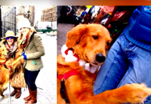 His Dog Would Give Hugs And Handshakes To Anyone On The Street, So He Took Her To The Hospital