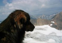 What This 16-year-old Dog Did Just Gave Me Chills All Over