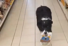Watch As This Dog Picks Out And Pays For His Own Treats At The Store