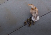 A Man Climbed To The Roof To Save A Duckling, But Keep Watching…