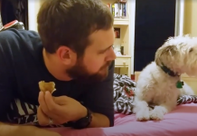 Watch The Dog’s Reaction When He’s Caught Staring At Dad’s Snack
