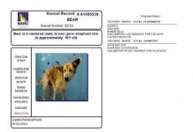 No One Wanted This Dying, 16-year-old Shelter Dog — Until One Family Took A Chance