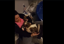 Foster Mom Can’t Believe It When Dog Places Her 11 Puppies In Her Lap
