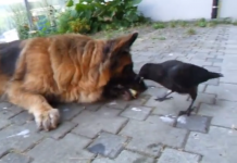 Prepare Yourself — You’ve Never Seen Anything Quite Like This Dog And Crow