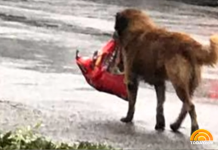 Dog Knows What He Needs To Do To Survive Hurricane Harvey