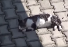 Dog Approaches An Injured Cat And Does The Unthinkable