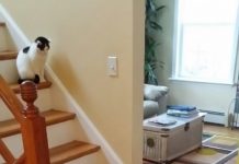 9 Cats Who Don’t Know What To Think About The New Puppy