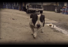 This Dog Was Abandoned With His Buddy In An Industrial Area A Year Ago