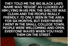 Man’s About To Return His Dog To The Shelter When He Reads A Letter From The Former Owner