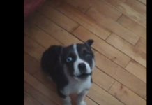 These 5 Puppies Practicing Their Little Howls Are To Die For