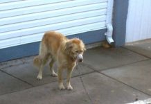 Neighbors Couldn’t Ignore A Muzzled Dog The Town Was Doing Nothing About, So They Jumped The Fence