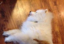 14 Cats Adorably And Hilariously Using Dogs As Pillows