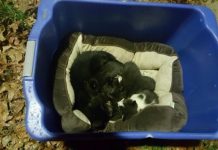 Cat Was Found Protecting Kittens In The Cold, But It Turns Out The Cat Isn’t Quite What They Thought