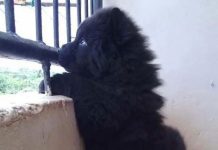 You Can’t Handle These 17 Chubby Puppies Who Look Like Teddy Bears