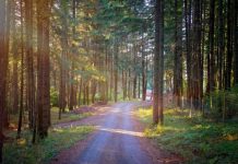 Shelter Builds Cozy Cottages So The Dogs Don’t Have To Live In Cages